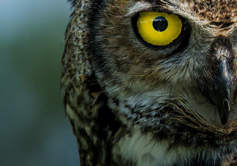 brown and white owl in close up photography